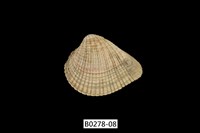 藏品(歪簾蛤)的圖片